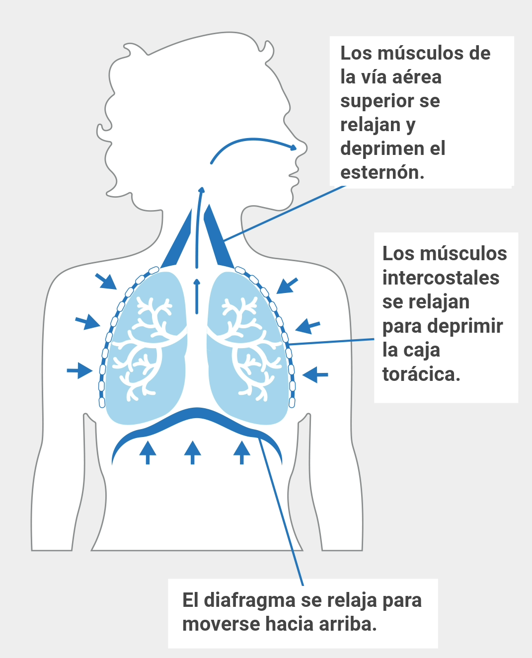 Exhale Airway Diagram