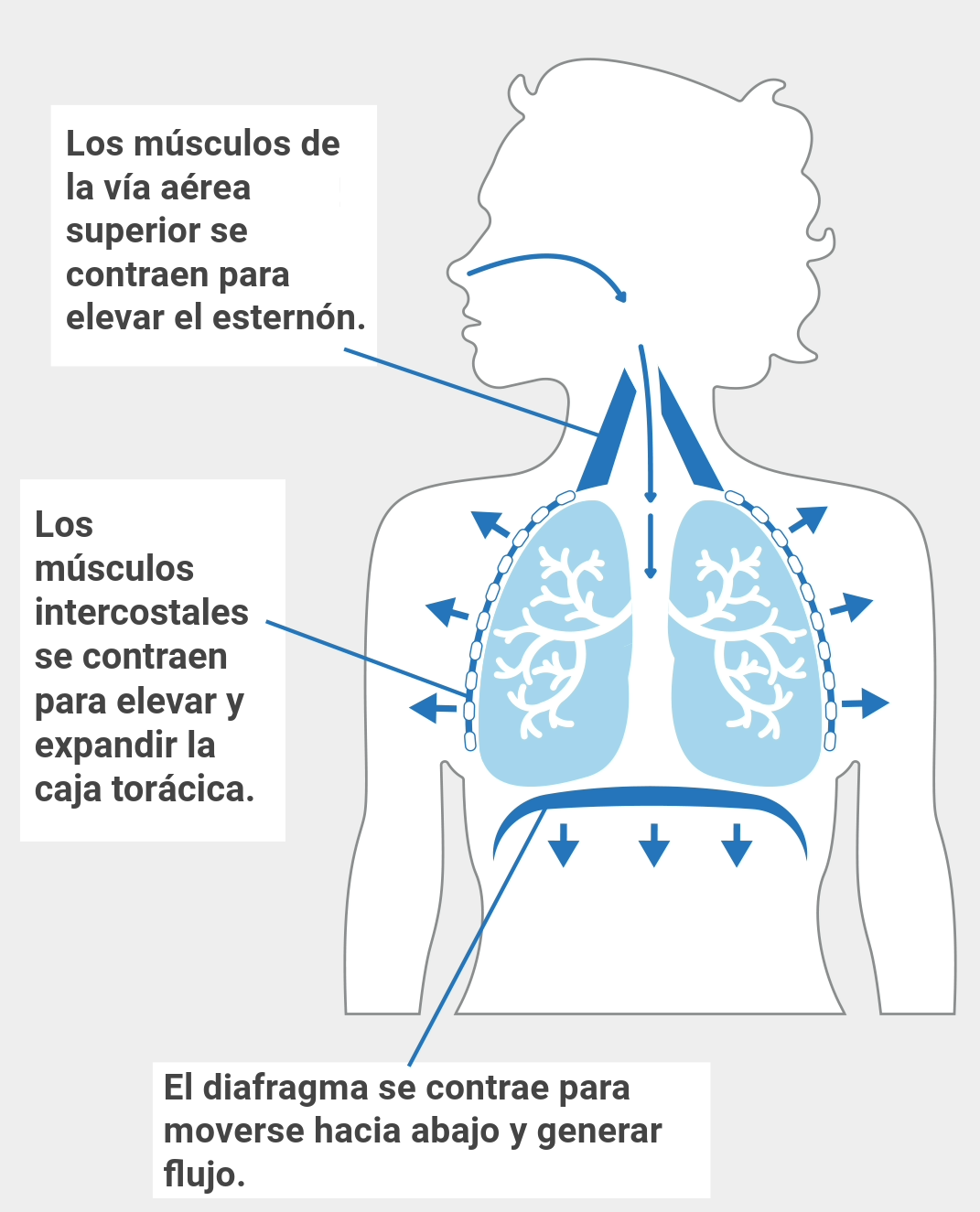 Inhale Airway Diagram